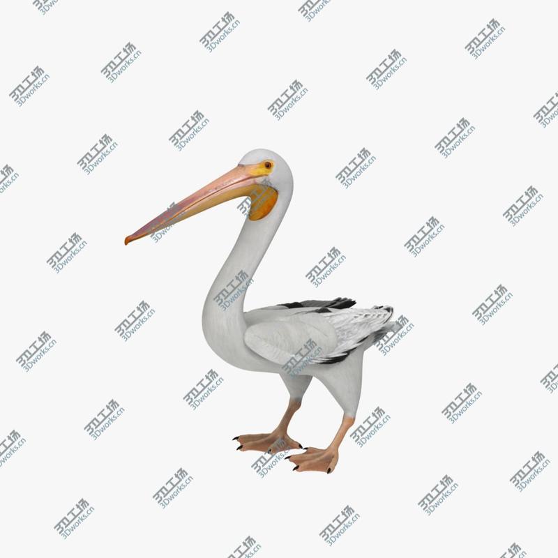 images/goods_img/202105074/Pelecanus Erythrorhynchos 'American White Pelican'/4.jpg